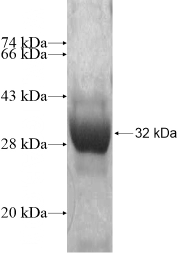 Recombinant Human C1orf89 SDS-PAGE