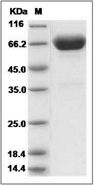 Human MSLN / Mesothelin Protein (aa 296-580, Fc Tag) SDS-PAGE