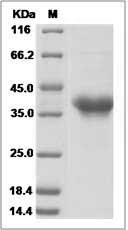 PILRA protein SDS-PAGE