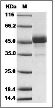 Cynomolgus BTC / Betacellulin Protein (Fc Tag) SDS-PAGE