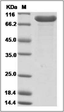 Human APCDD1 Protein (Fc Tag) SDS-PAGE
