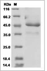 Human ICAM 5 / Intercellular adhesion molecule 5 Protein (Fc Tag) SDS-PAGE