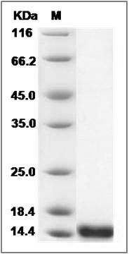 Human BLBP / FABP7 Protein SDS-PAGE