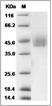 Cynomolgus IGFBP3 Protein (His Tag) SDS-PAGE