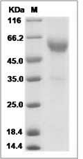 Rat CD28 / TP44 Protein (Fc Tag)