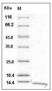 Human S100A16 / S100F Protein SDS-PAGE