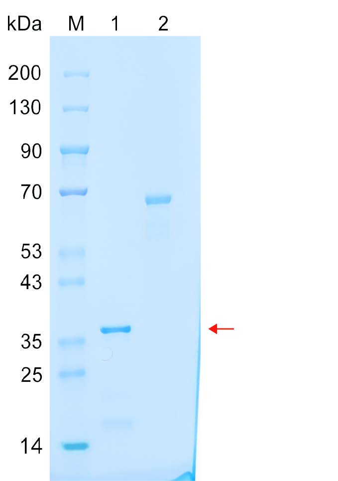 Recombinant DAPP1 protein (His tag) SDS-PAGE