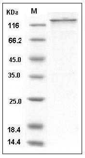 Human USP7 / HAUSP Protein (His & GST Tag) SDS-PAGE