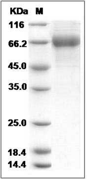 Human LILRB2 / ILT4 / LIR-2 Protein (His Tag) SDS-PAGE