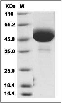 Mouse GM-CSF / CSF2 Protein (Fc Tag) SDS-PAGE