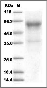 Cynomolgus CD27 / TNFRSF7 Protein (Fc Tag) SDS-PAGE