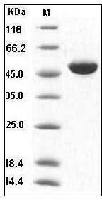 Human IFN?4 / IFNa4 / Interferon alpha-4 Protein (Fc Tag) SDS-PAGE