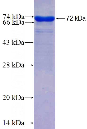 Recombinant Human HSPH1 SDS-PAGE