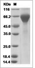Human GLP-1R / GLP1R Protein (Fc Tag)