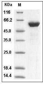 Human HMGB1 / HMG1 Protein (Fc Tag) SDS-PAGE
