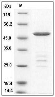 Human METTL11A Protein (GST Tag) SDS-PAGE