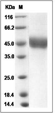 Cynomolgus CD14 Protein (His Tag) SDS-PAGE