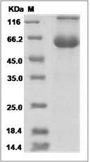 Canine PD1 / PDCD1 / CD279 Protein (Fc Tag) SDS-PAGE