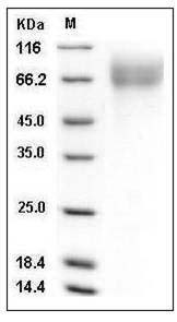 Cynomolgus CD200Rla Protein (Fc Tag) SDS-PAGE