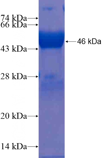 Recombinant Human C14orf126 SDS-PAGE