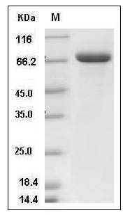 Mouse Lactotransferrin / LTF Protein (His Tag) SDS-PAGE