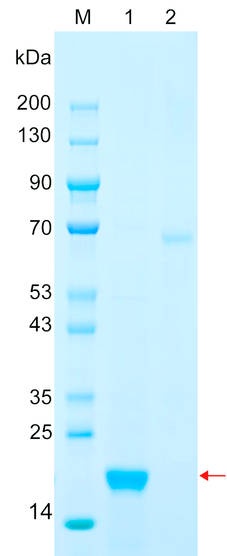 Recombinant PPIA protein (His tag) SDS-PAGE