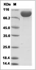 Mouse IL-1RAcP / IL-1R3 Protein (Fc Tag)