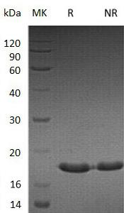 Human SUMO3/SMT3A/SMT3H1 recombinant protein