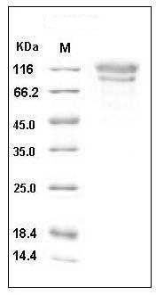 Human CD34 Protein (Fc Tag) SDS-PAGE