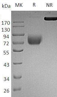 Mouse Ifngr1/Ifngr (Fc tag) recombinant protein