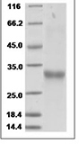 Human CD8/CD8 alpha/Leu-2 Protein 15480