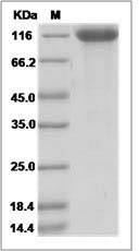 Human FGFR3 / CD333 Protein (Fc Tag)