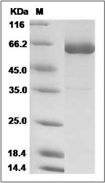 Cynomolgus CD2 Protein (Fc Tag) SDS-PAGE