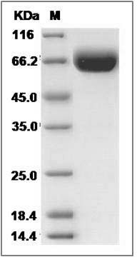 Cynomolgus B7-DC / PD-L2 / CD273 Protein (Fc Tag) SDS-PAGE