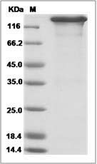 Canine IL-17RD Protein (Fc Tag)