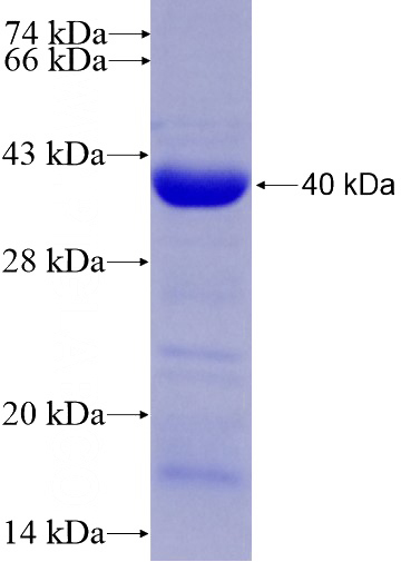 Recombinant Human CUGBP1 SDS-PAGE