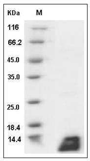 Canine IL4 / Interleukin-4 Protein SDS-PAGE