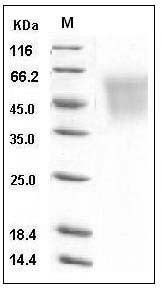 Human CEACAM6 / CD66c Protein (His Tag) SDS-PAGE