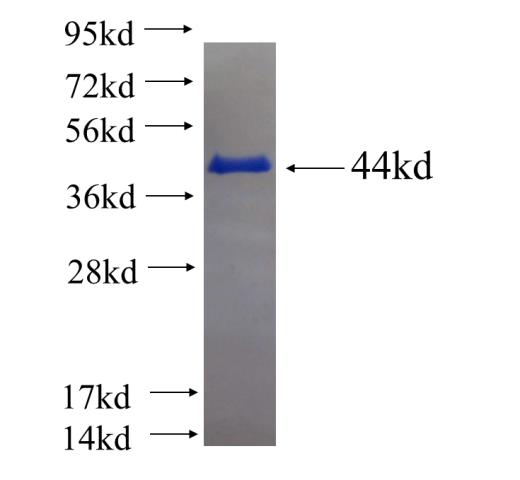 Recombinant human ME2 SDS-PAGE