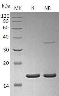 Human LEFTY1/LEFTB/LEFTYB/UNQ278/PRO317 recombinant protein