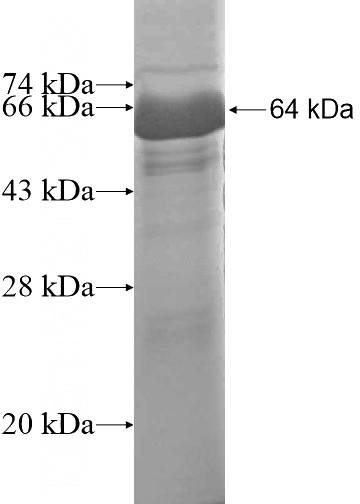 Recombinant Human EXOC3L SDS-PAGE
