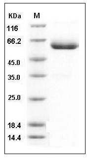 Mouse CXADR Protein (His & Fc Tag) SDS-PAGE