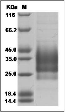 Mouse CD79A & CD79B recombinant protein