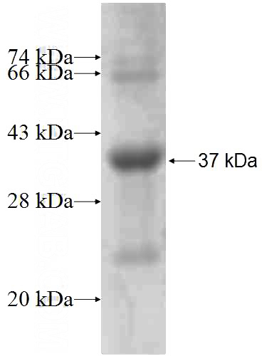 Recombinant Human GRB14 SDS-PAGE