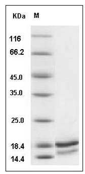 Canine IL5 Protein (His Tag) SDS-PAGE