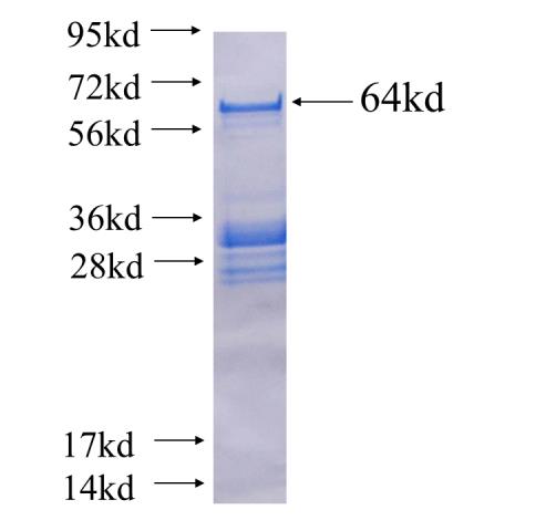 Recombinant human SECISBP2 SDS-PAGE