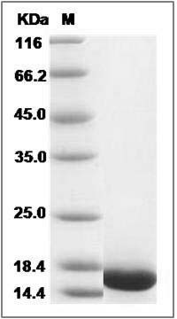 Cynomolgus aFGF / FGF1 Protein SDS-PAGE