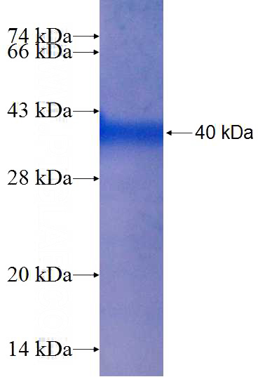 Recombinant Human LCMT1 SDS-PAGE