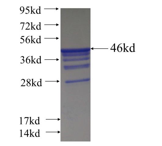 Recombinant human FMR1 SDS-PAGE