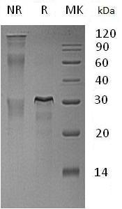 Rat Erbb2/Neu (His tag) recombinant protein